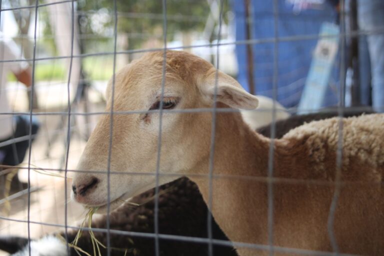 Paola Angon continúa beneficiando al campo cholulteca, ahora con la entrega de ovinos.