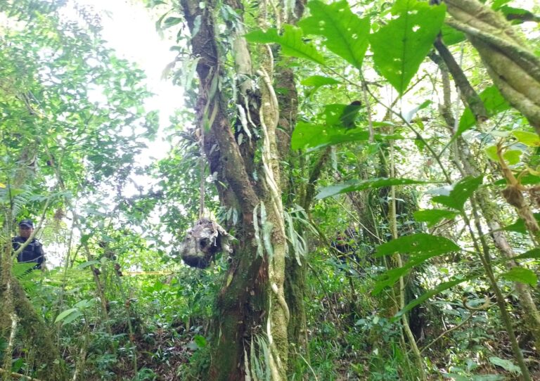 Hallan osamenta colgado de manos en la rama de un árbol en zona Hueyapan y Teziutlán.