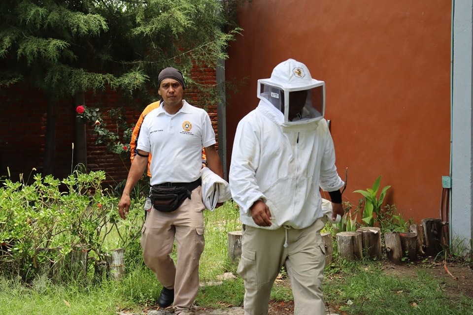 Protección Civil de Ocoyucan retira enjambre en escuela