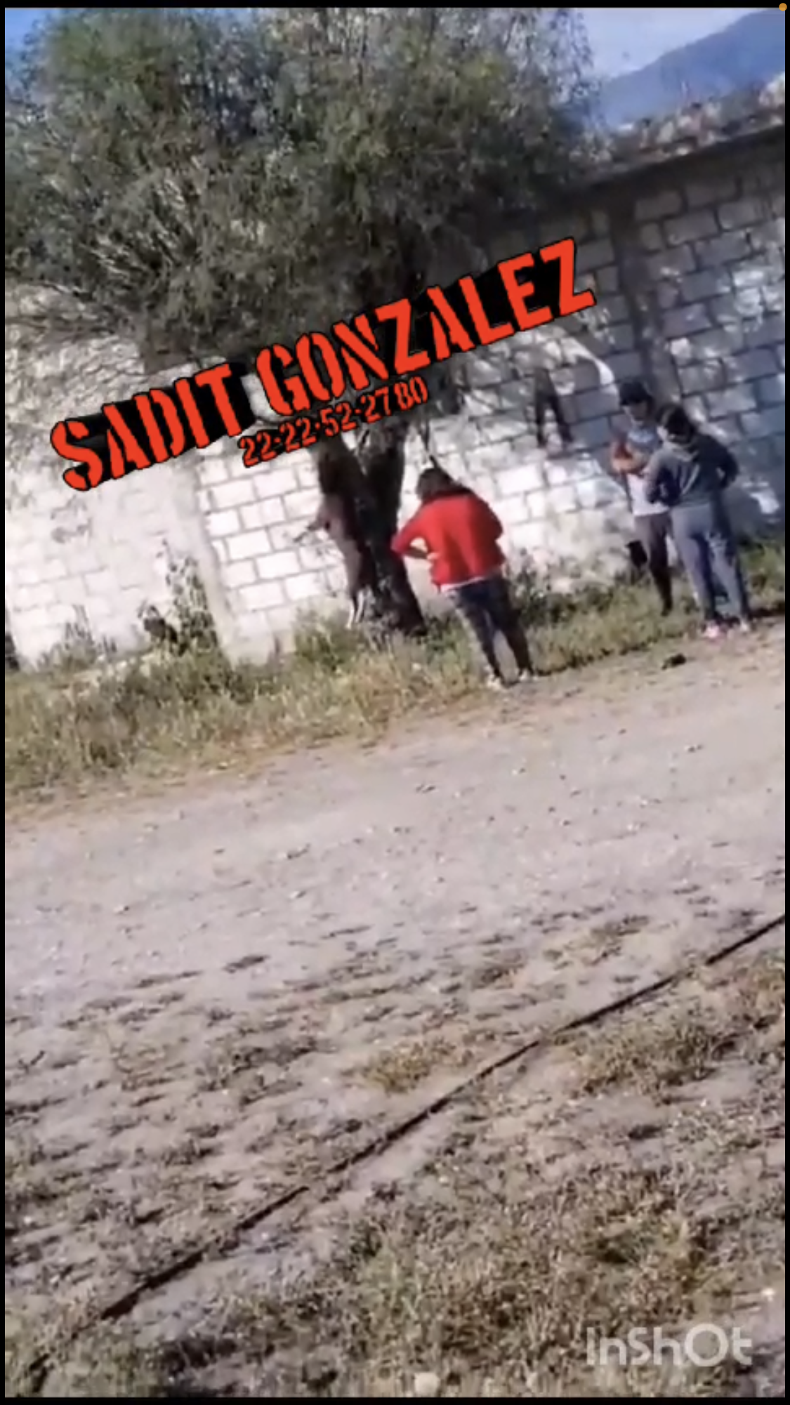Salvajes le quitan la vida a un perro colgándolo de un árbol en Tepanco de López.