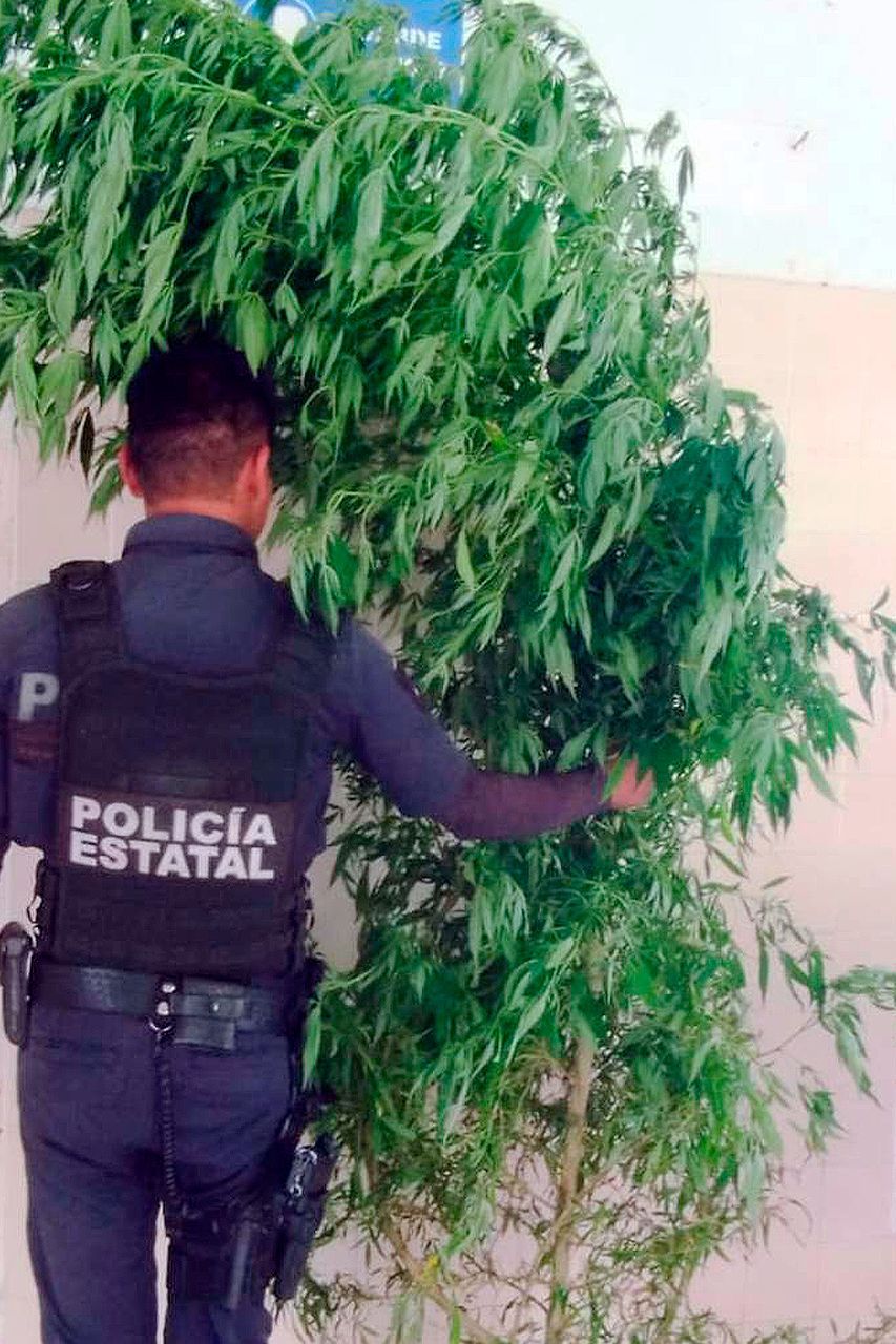 En Xochitlán, Policía Estatal asegura una planta de marihuana