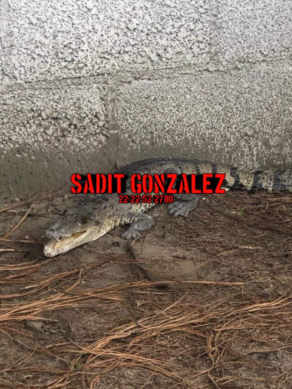 Encuentran cocodrilo de un metro de largo en un preescolar de Chachapa, Amozoc.