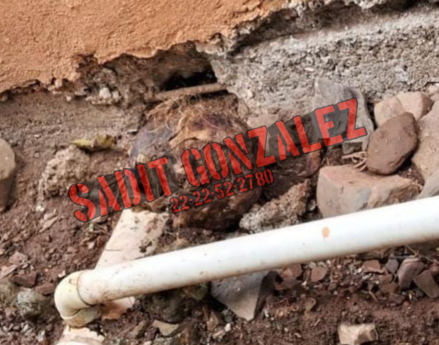 Hallan cráneo humano en Pahuatlán