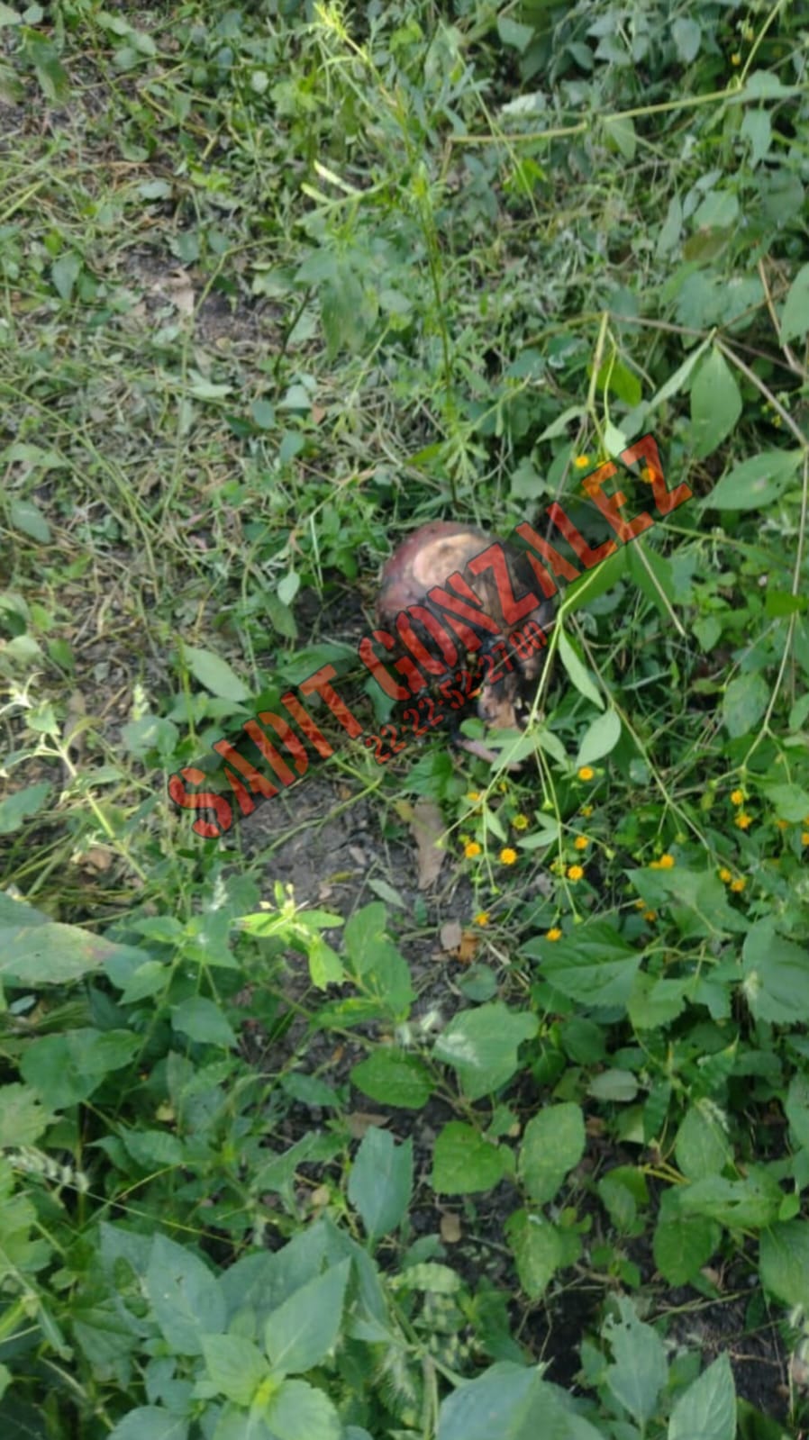 Hallan cráneo humano en Huaquechula