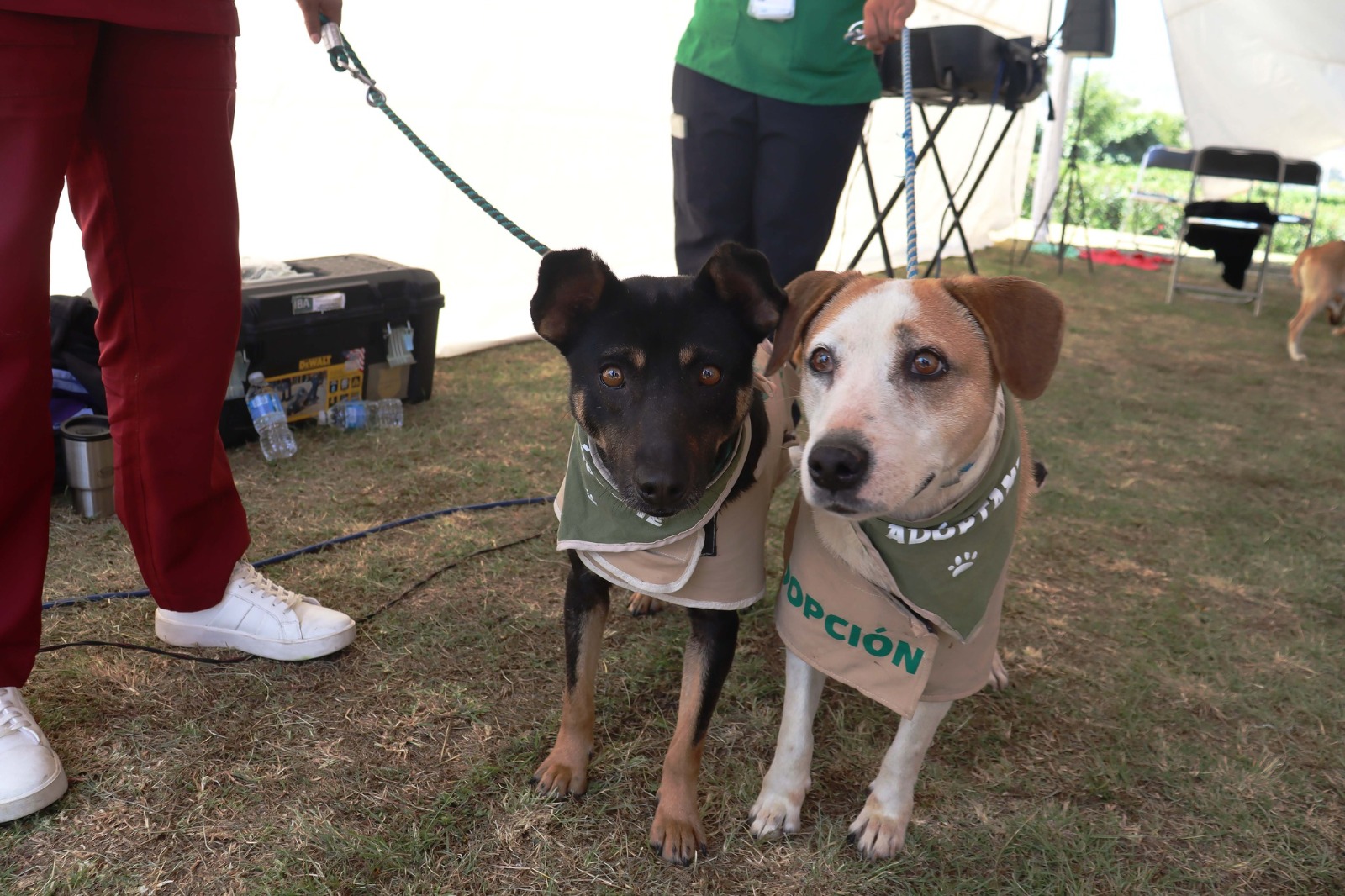 Se brinda servicio de esterilización en Ocoyucan