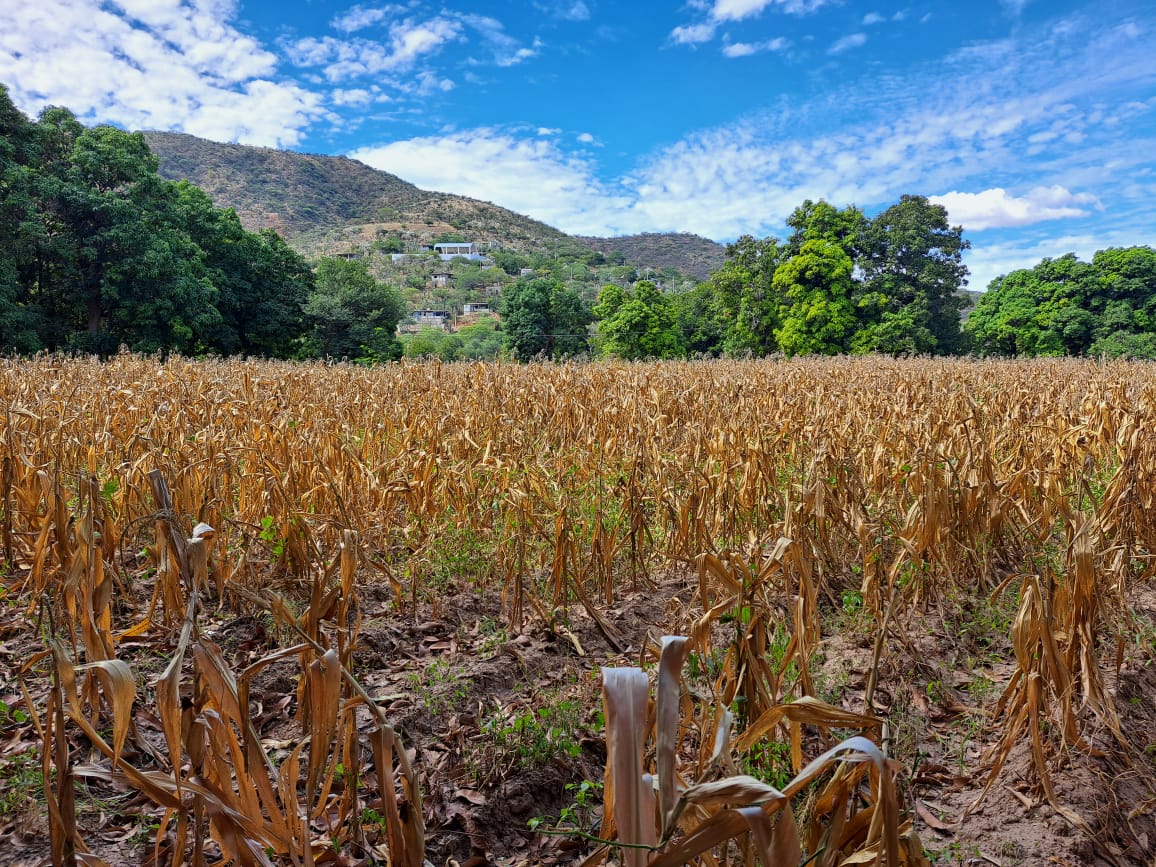 Denuncian campesinos abandono de gobiernos morenistas