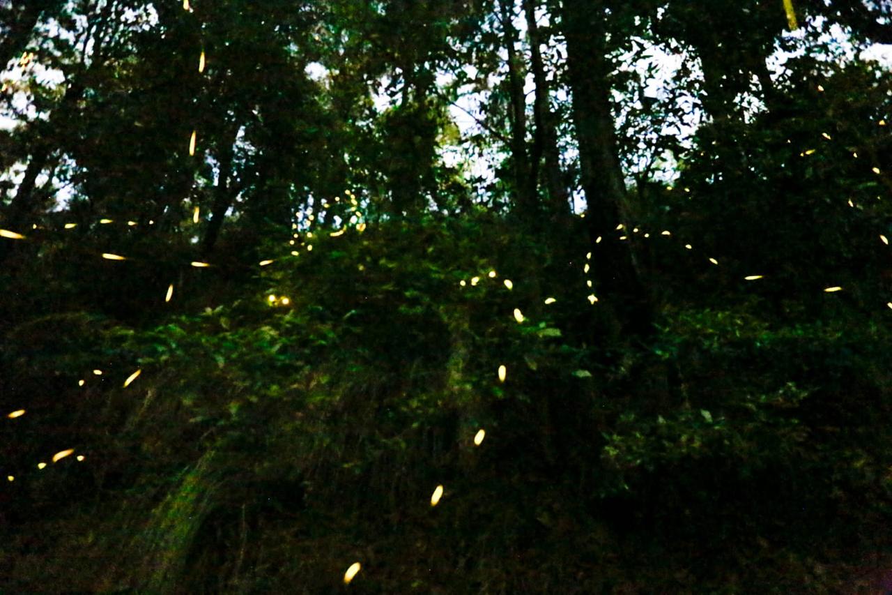 Inauguración de la Temporada de Avistamiento de Luciérnagas 2024 en Tlahuapan: Una Experiencia Única