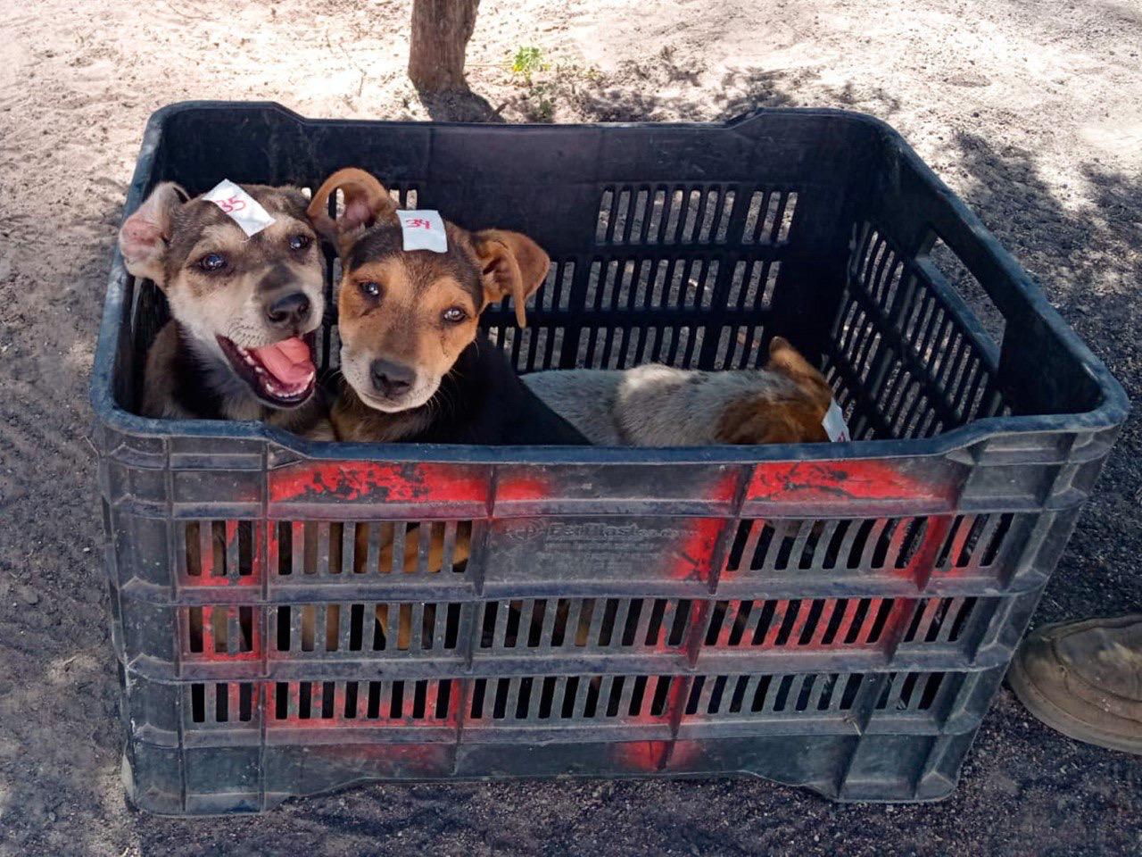 Quecholac avanza en el bienestar animal: más de 200 mascotas esterilizadas de manera gratuita