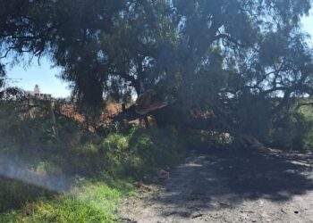 Caída de árbol en carretera Huejotzingo-Nealtican provoca cierre parcial