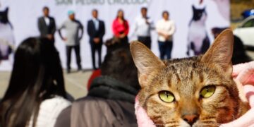Exitosa Mega Jornada de Esterilización en San Pedro Cholula