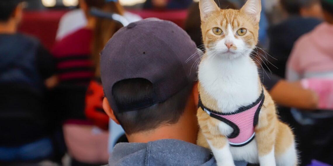 200 mascotas beneficiadas en exitosa Mega Jornada de Esterilización en San Pedro Cholula