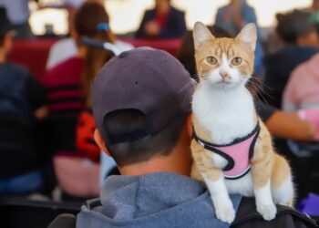 200 mascotas beneficiadas en exitosa Mega Jornada de Esterilización en San Pedro Cholula