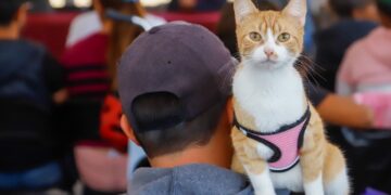 200 mascotas beneficiadas en exitosa Mega Jornada de Esterilización en San Pedro Cholula