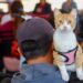 200 mascotas beneficiadas en exitosa Mega Jornada de Esterilización en San Pedro Cholula