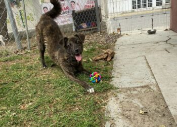 Cuautlancingo impone primera sanción por maltrato animal