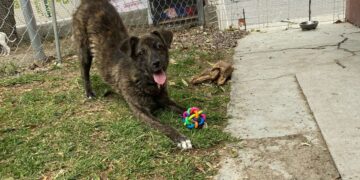 Cuautlancingo impone primera sanción por maltrato animal