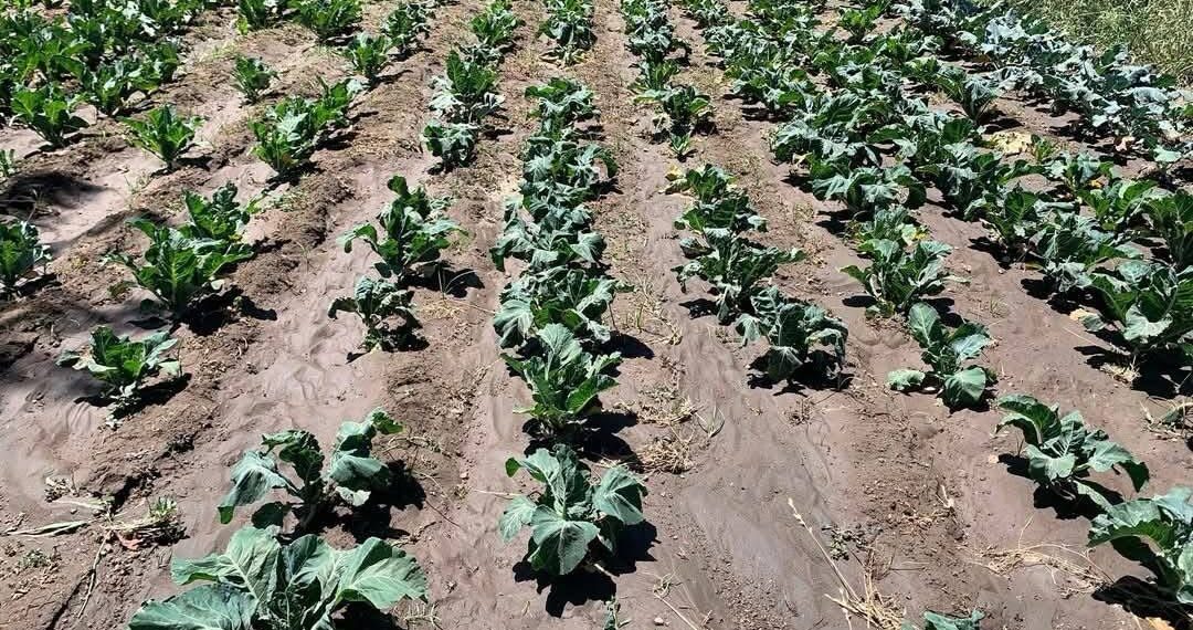 Helada atípica afecta cultivos en San Salvador El Verde