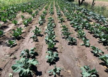 Helada atípica afecta cultivos en San Salvador El Verde