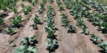 Helada atípica afecta cultivos en San Salvador El Verde