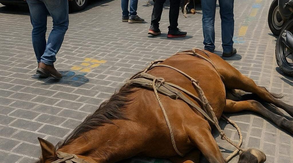 Persiste el abuso animal en Texmelucan; edil ignora compromisos animalistas