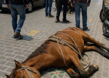 Persiste el abuso animal en Texmelucan; edil ignora compromisos animalistas