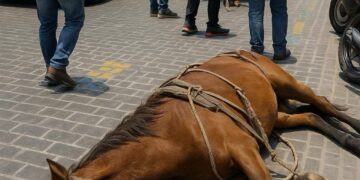 Persiste el abuso animal en Texmelucan; edil ignora compromisos animalistas