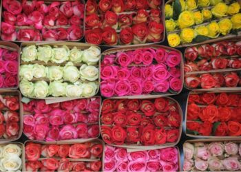 Impacto del Cambio Climático en la Floricultura en Huejotzingo