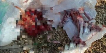 Encuentran feto humano y cuerpo calcinado en vehículo en San Pablo del Monte