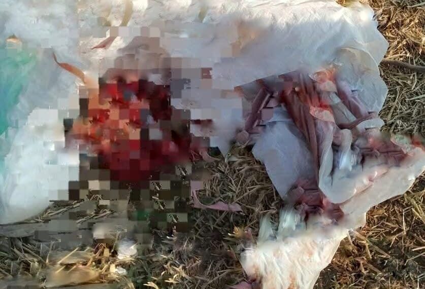 Encuentran feto humano y cuerpo calcinado en vehículo en San Pablo del Monte