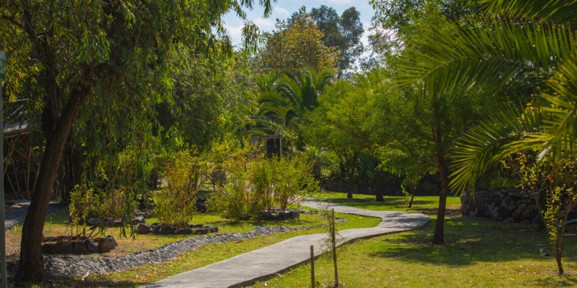 Convenciones y Parques implementa gestión integral del arbolado en el Parque Metropolitano y el Paseo del Río