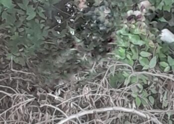 Localizaron a mujer sin vida y amordazada en San Martín Texmelucan