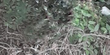 Localizaron a mujer sin vida y amordazada en San Martín Texmelucan