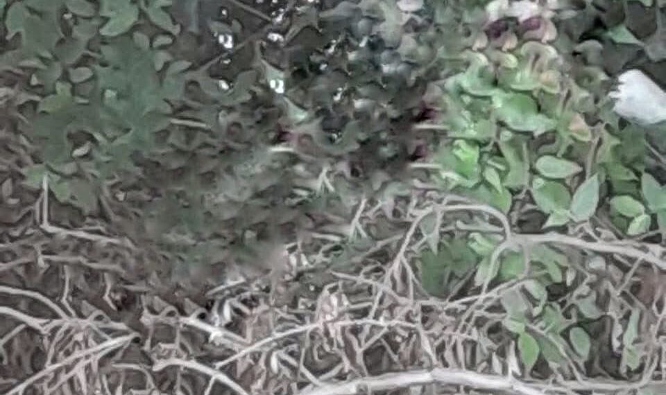 Localizaron a mujer sin vida y amordazada en San Martín Texmelucan