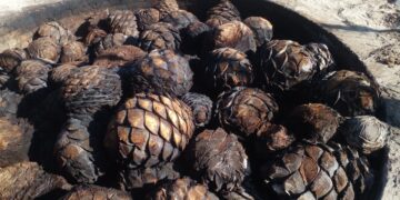 Puebla será sede del XIV Concurso Nacional de Marcas de Mezcal y Destilados Mexicanos