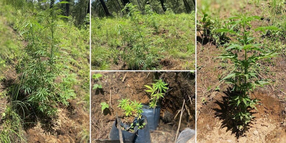 Detectan plantío de marihuana en terreno agrícola de Santa Rita Tlahuapan
