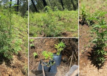 Detectan plantío de marihuana en terreno agrícola de Santa Rita Tlahuapan