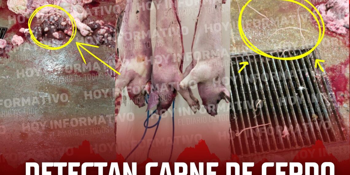 Alerta sanitaria en Texmelucan: carne con parásitos y vísceras prohibidas llegan al mercado municipal