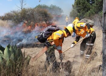 Labores preventivas, permiten resultados exitosos de la Policía Forestal