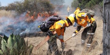Labores preventivas, permiten resultados exitosos de la Policía Forestal